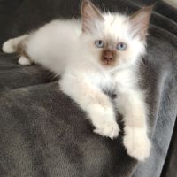 Sacré de birmanie #4