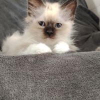 Sacré de birmanie #5