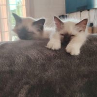 Sacré de birmanie #6