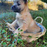 Super  bb cairn terrier disponibles