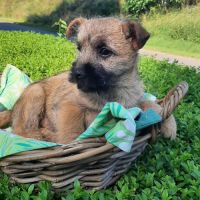 Super  bb cairn terrier disponibles #3