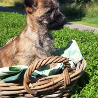 Super  bb cairn terrier disponibles #4