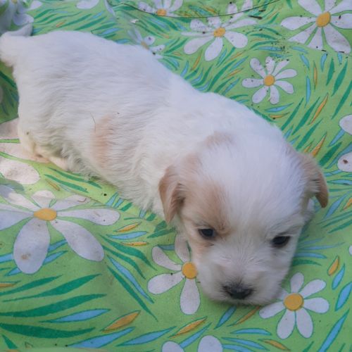 Chiots  coton tuléar à  réserver #3