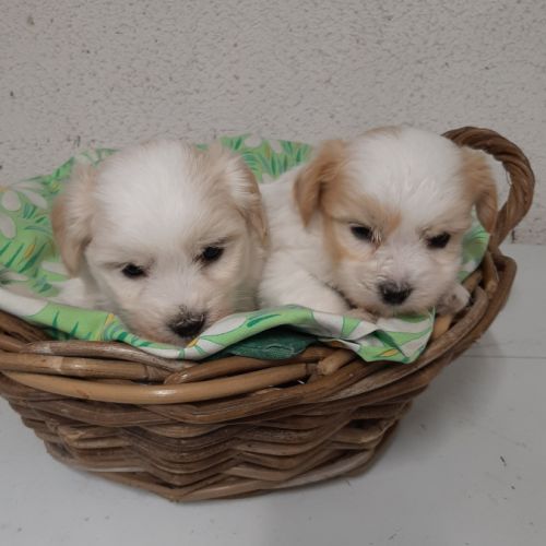 Chiots  coton tuléar à  réserver #4