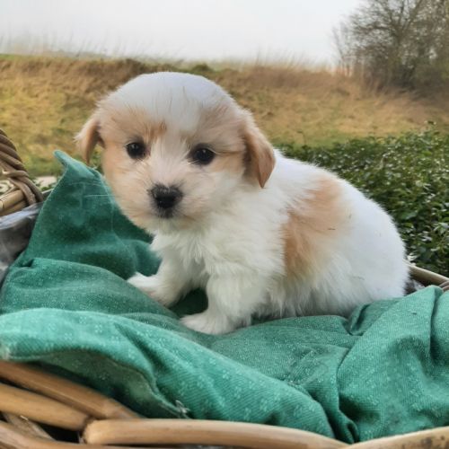 Chiots  coton tuléar à  réserver #5