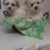 Chiots  coton tuléar à  réserver #2