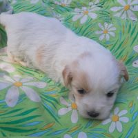 Chiots  coton tuléar à  réserver #3