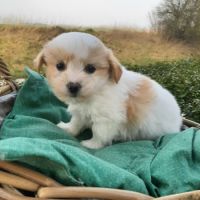 Chiots  coton tuléar à  réserver #5