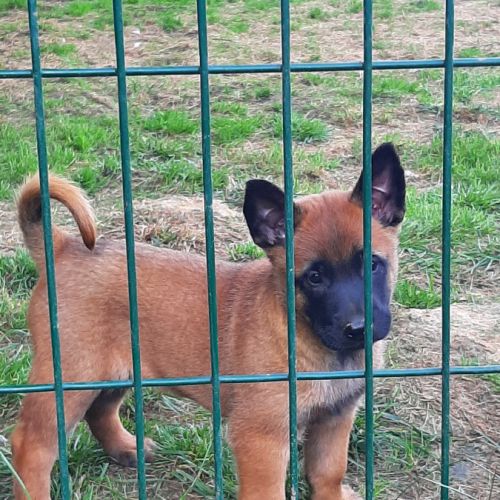 Super chiots malinois au lof #1