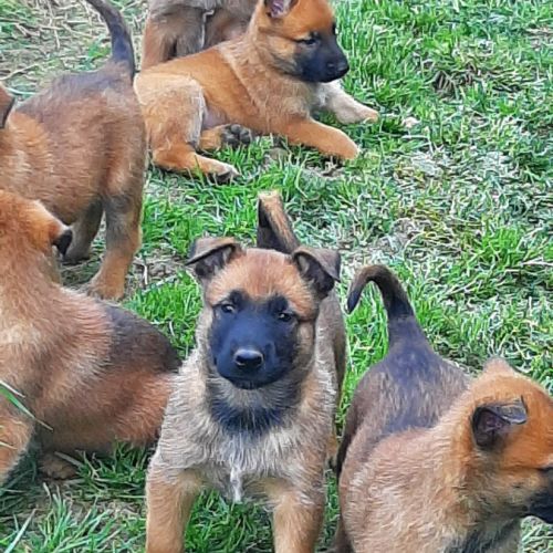 Super chiots malinois au lof #2