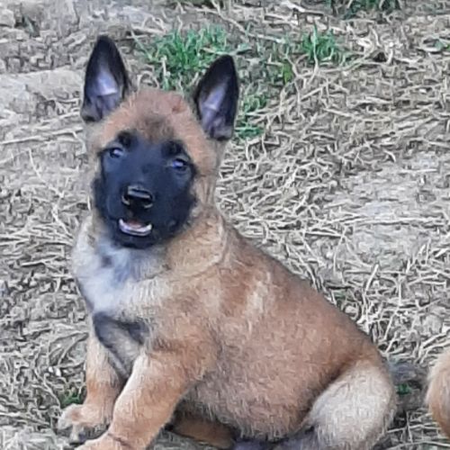 Super chiots malinois au lof #0