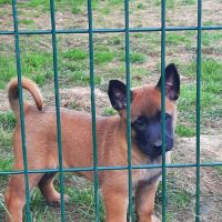 Super chiots malinois au lof #1