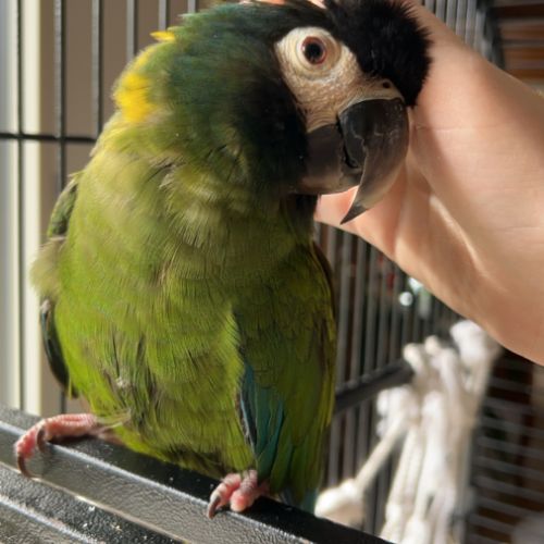 Perroquet ara auricollis #1