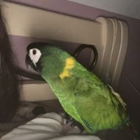 Perroquet ara auricollis #0