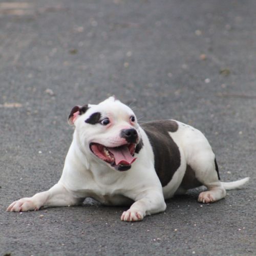 Etalon staffy dispo pour saillie #1