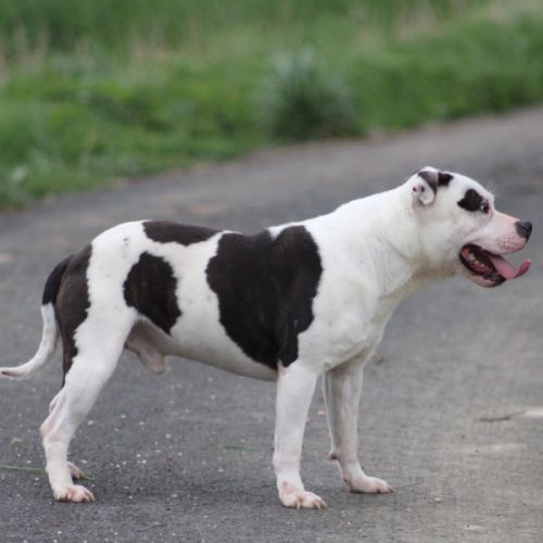 Etalon staffy dispo pour saillie #2