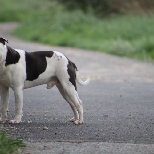 Etalon staffy dispo pour saillie #3