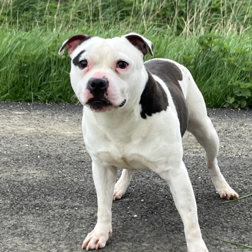 Etalon staffy dispo pour saillie