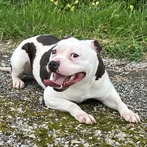 Etalon staffy dispo pour saillie #5