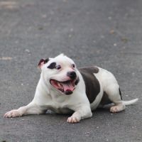 Etalon staffy dispo pour saillie #1