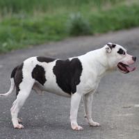 Etalon staffy dispo pour saillie #2