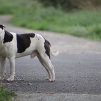 Etalon staffy dispo pour saillie #3