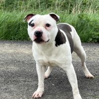 Etalon staffy dispo pour saillie