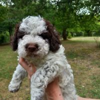 Chiots lagotto romagnolo lof
