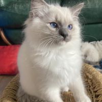 Chaton ragdoll