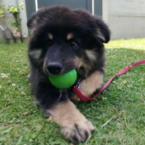 Chiot finnois de laponie lof #2