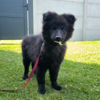 Chiot finnois de laponie lof #1