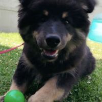 Chiot finnois de laponie lof #3