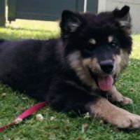 Chiot finnois de laponie lof #4