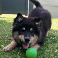 Chiot finnois de laponie lof #5