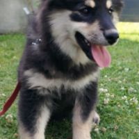 Chiot finnois de laponie lof