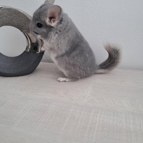 Chinchilla violet #1