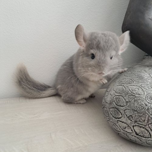 Chinchilla violet #3