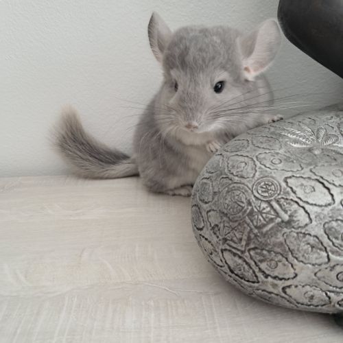 Chinchilla violet #4