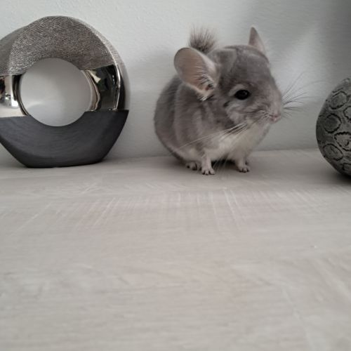 Chinchilla violet #7