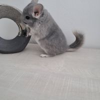 Chinchilla violet #1
