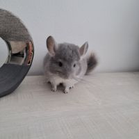 Chinchilla violet #2
