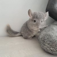 Chinchilla violet #3