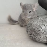 Chinchilla violet #4
