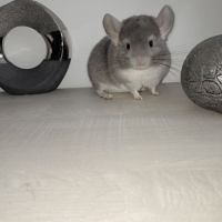Chinchilla violet #5