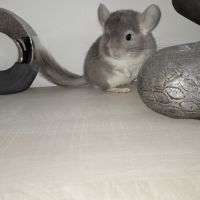 Chinchilla violet #0