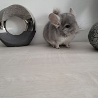 Chinchilla violet #7
