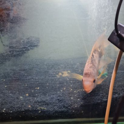 Oscar,poisson chat,pleco,vieja #2