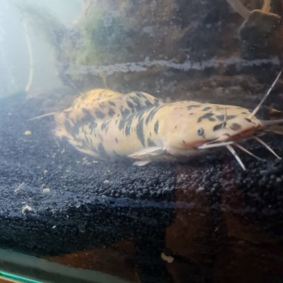 Oscar,poisson chat,pleco,vieja #3