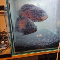 Oscar,poisson chat,pleco,vieja #0