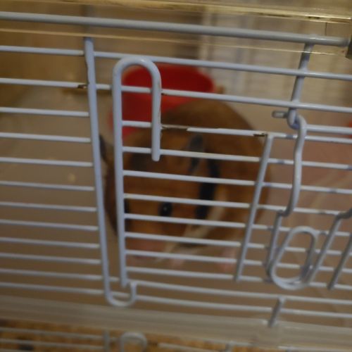 Je donne hamster doré #2